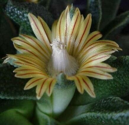 Nananthus aloides — related species from the same genus