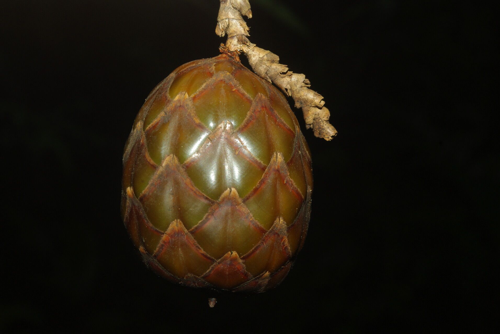 Raphia textilis fruit