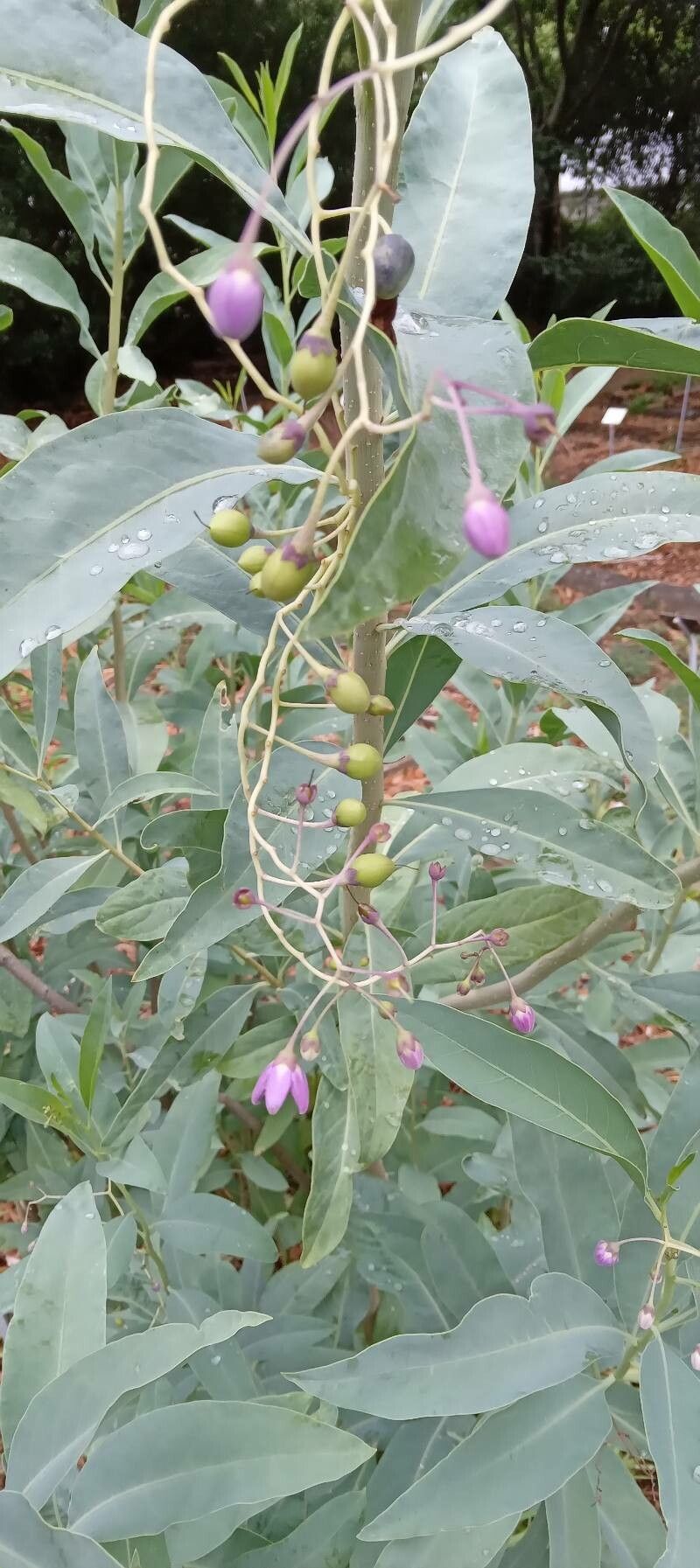 Solanum glaucophyllum fruit