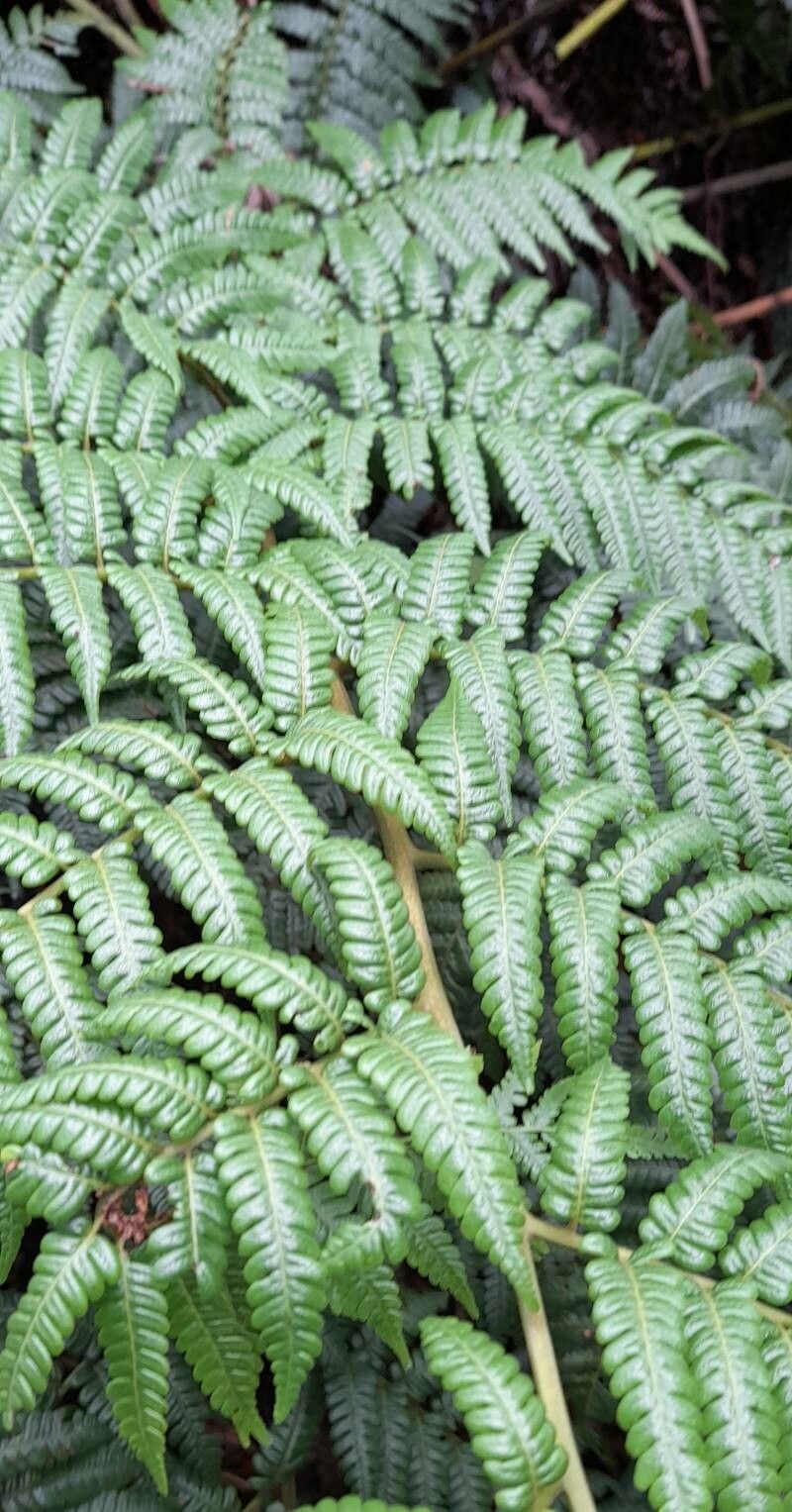 Alsophila fulgens — search result for 'Jamaica'