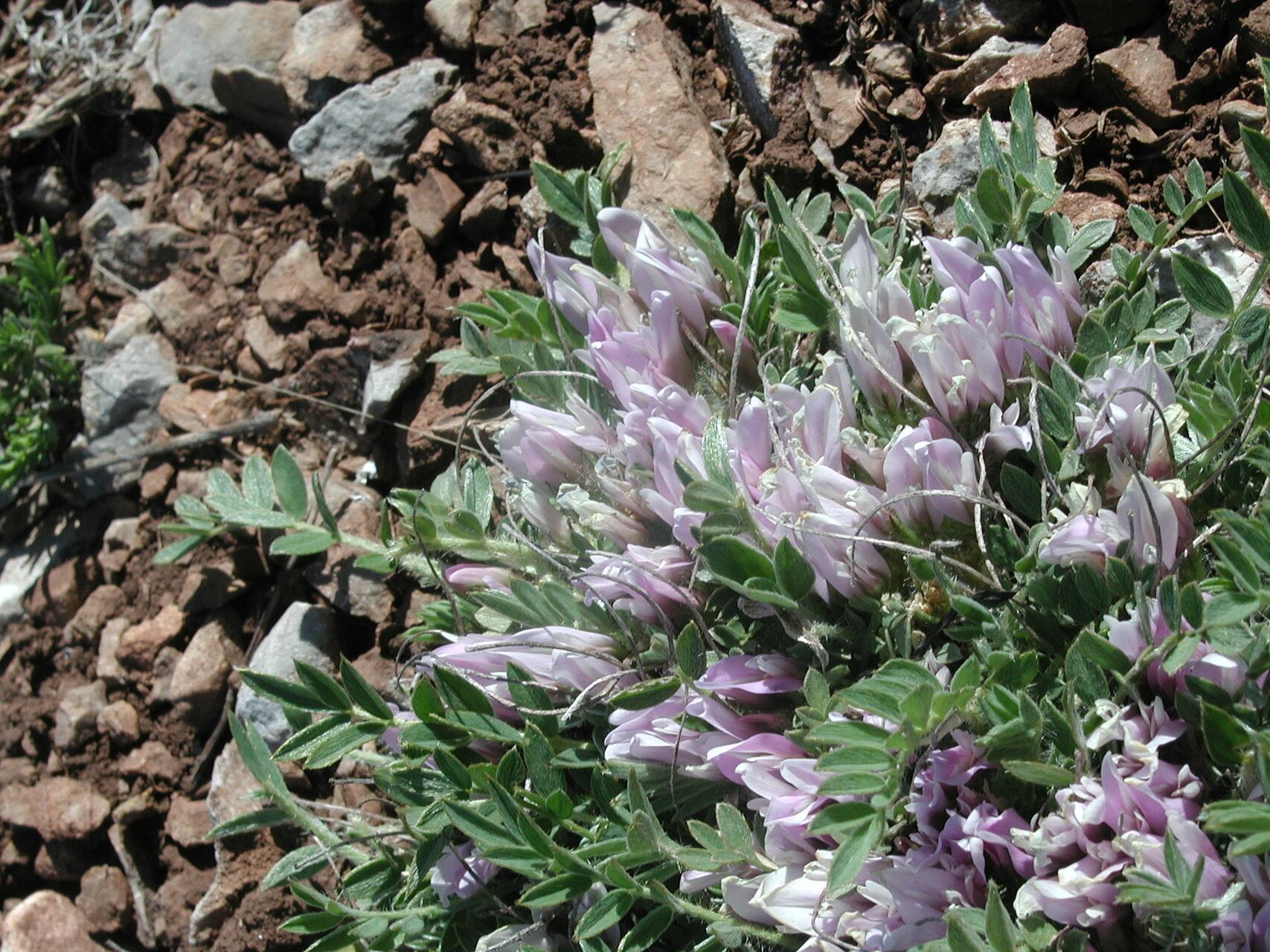 Astragalus wilmottianus flower