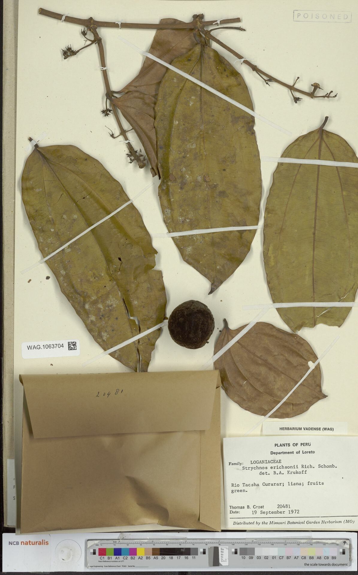 Strychnos erichsonii fruit