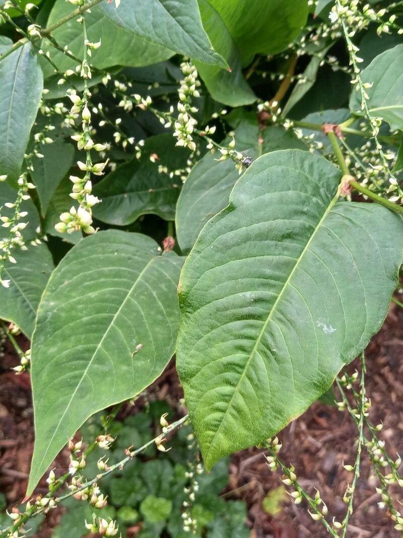 Polygonum virginianum — search result for 'Persicaria'