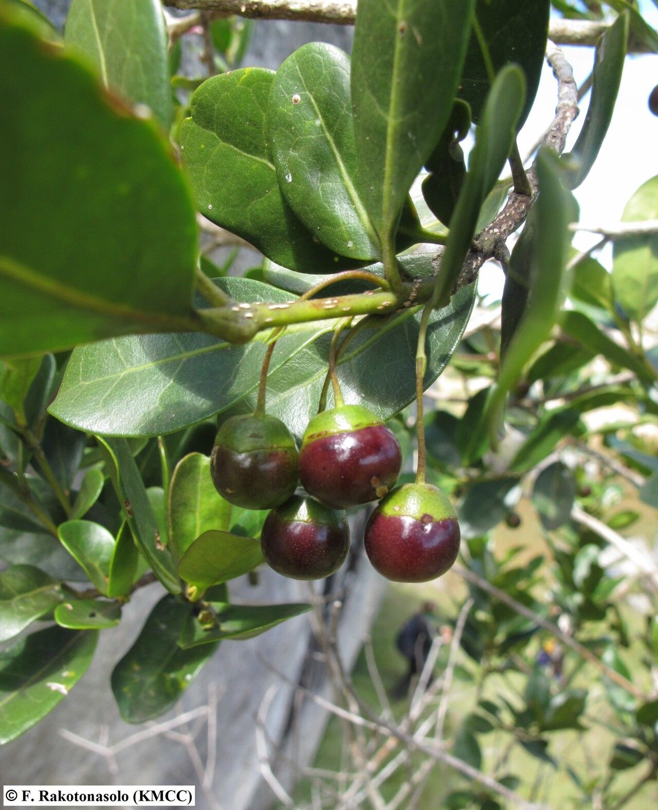 Vitex uniflora — houseplant care guide