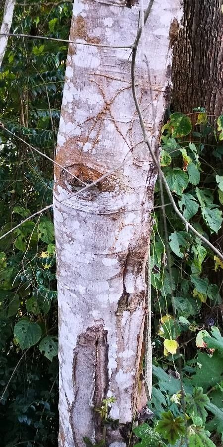 Mallotus barbatus bark