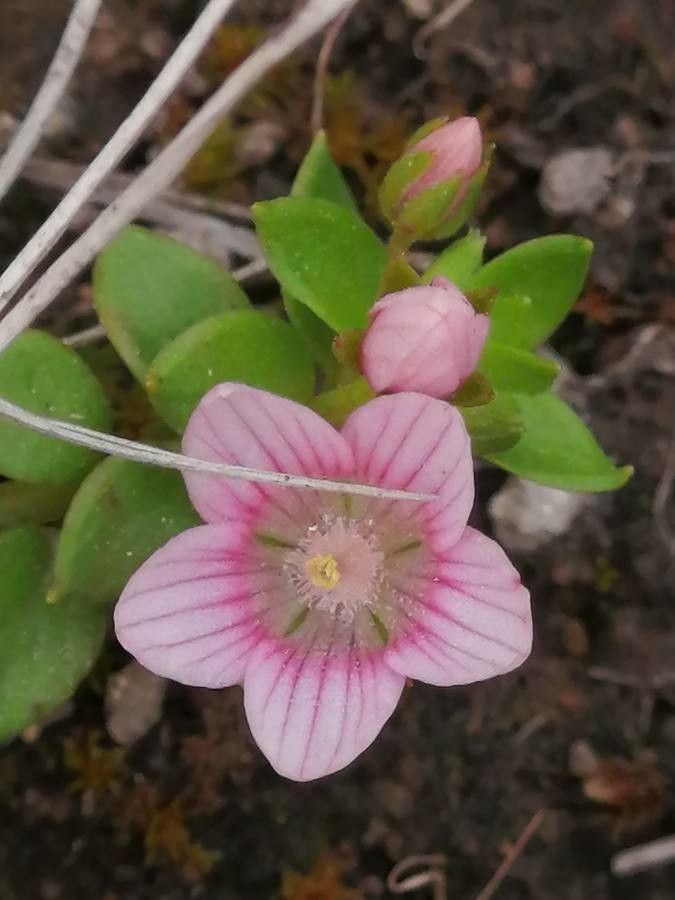 Anagallis pumila — related species from the same genus