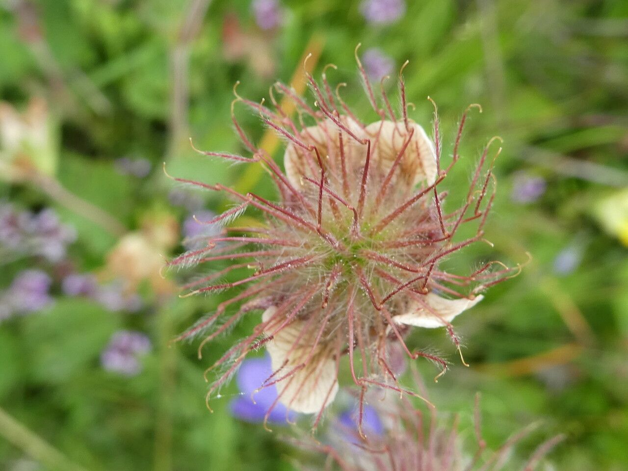 Geum rivale fruit