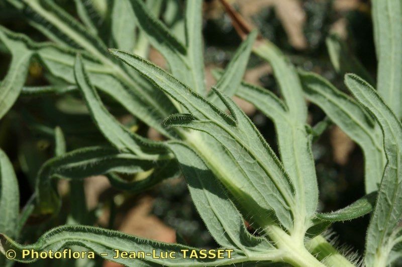 Thapsia transtagana leaf