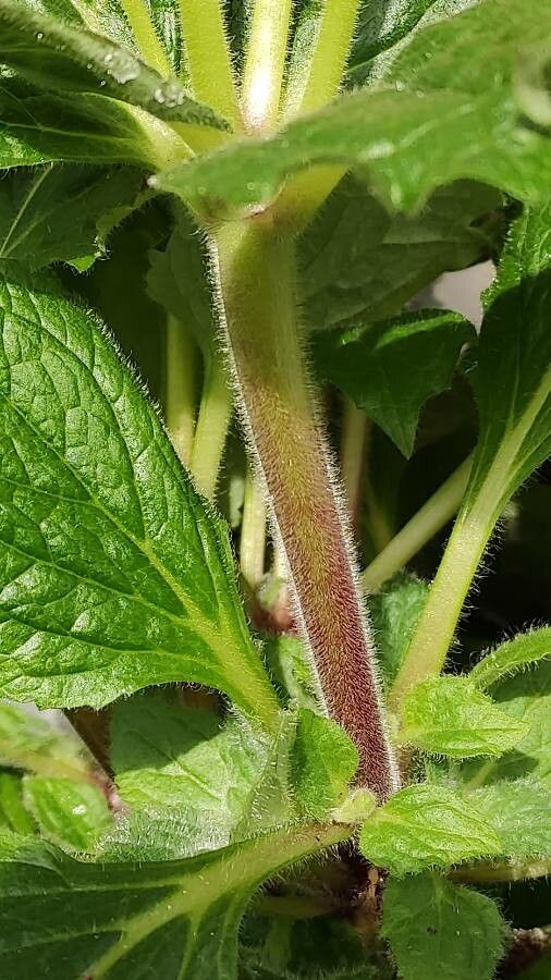 Calceolaria integrifolia bark