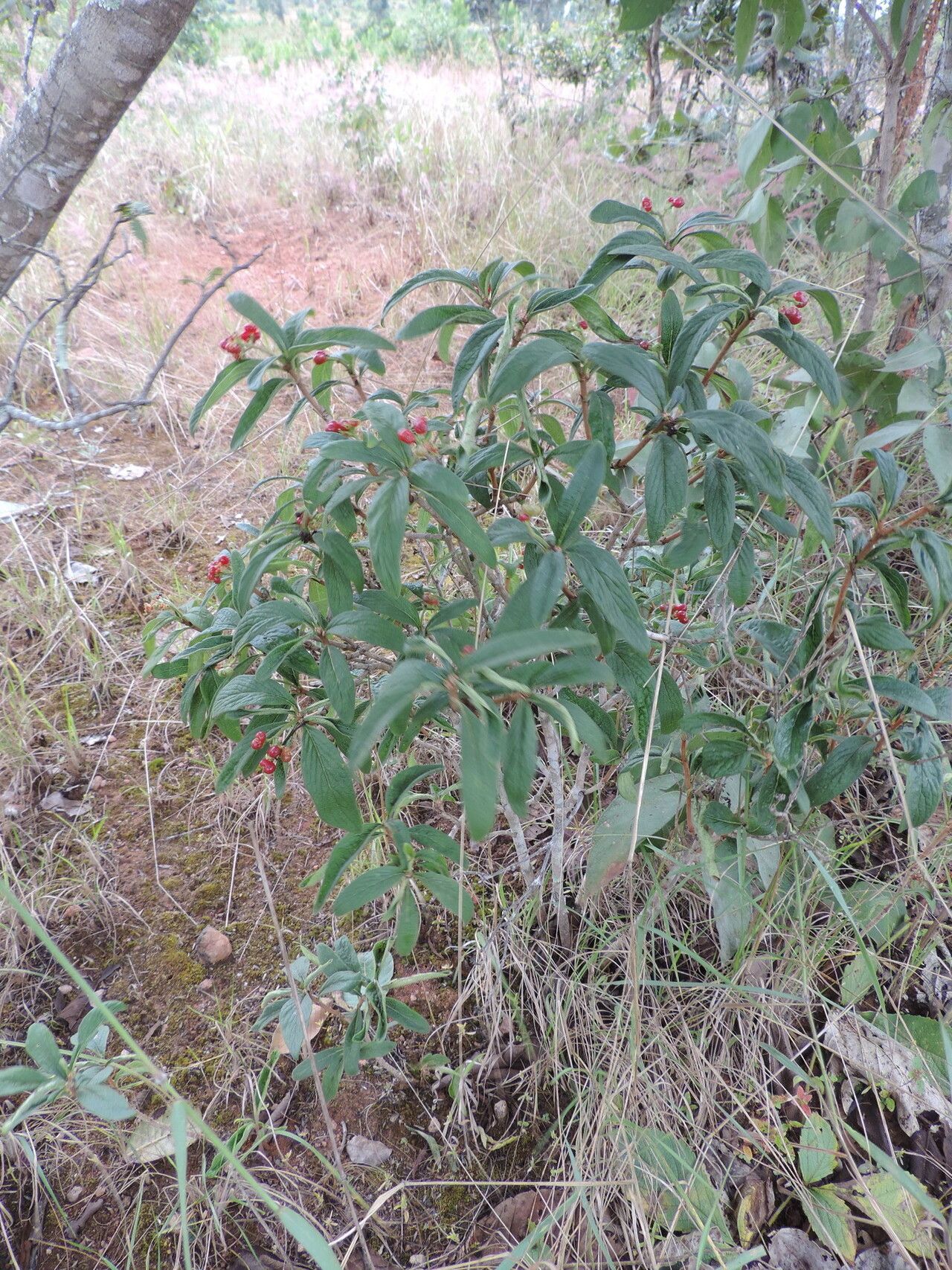 Psychotria spithamea habit