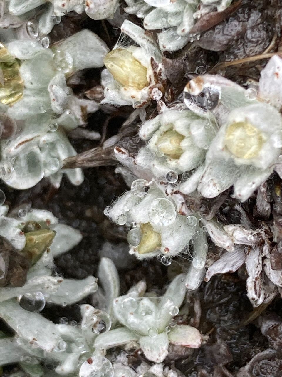 Mniodes radians flower