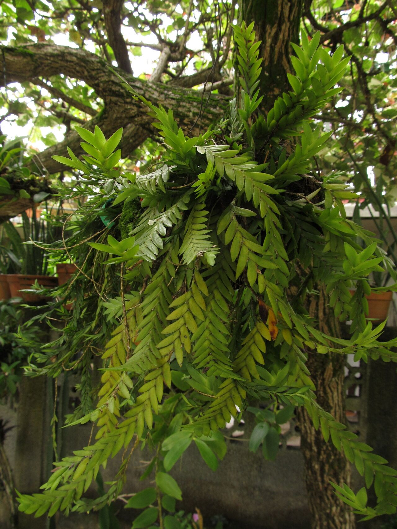Angraecum biteaui habit