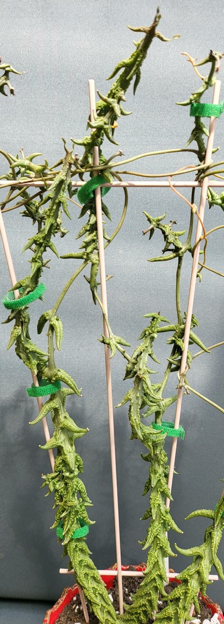 Ceropegia simoneae leaf