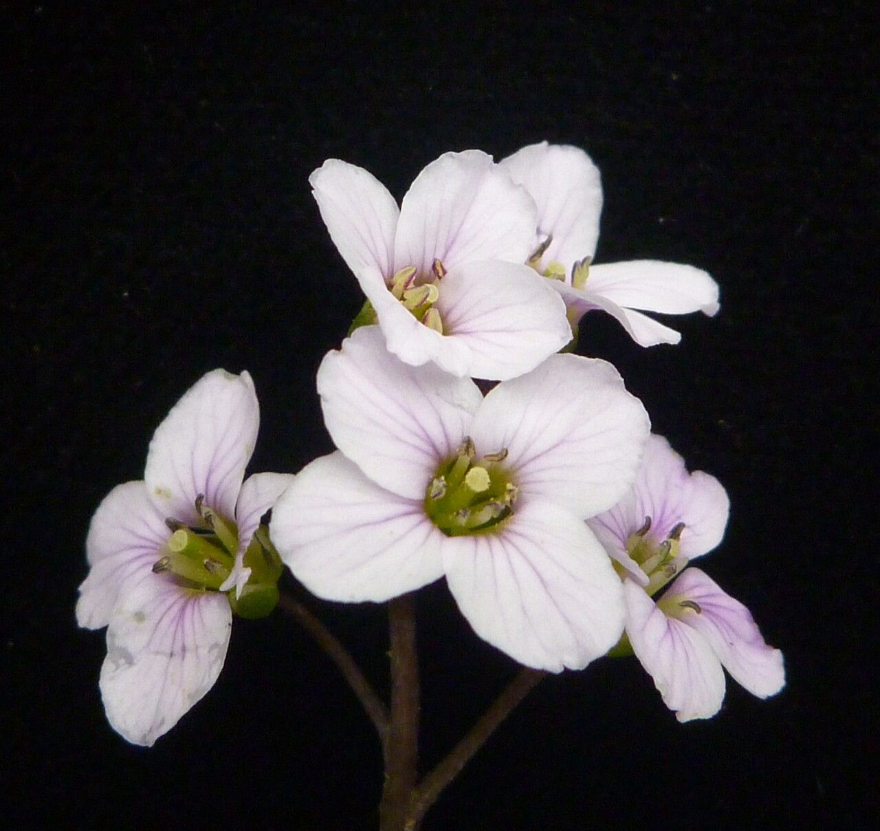 Cardamine loxostemonoides — search result for 'Cardamine'