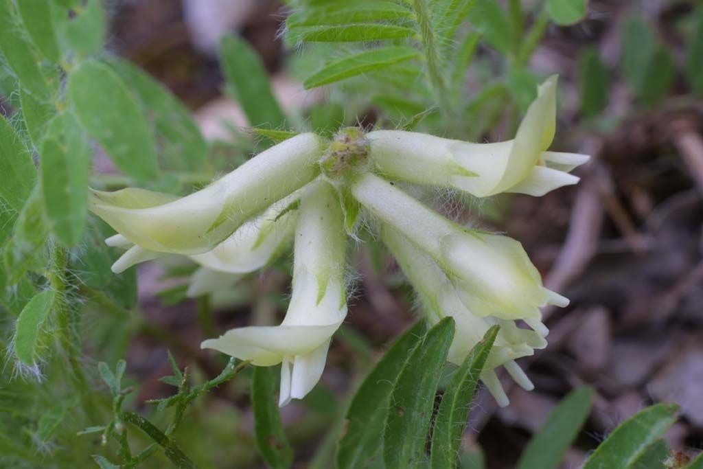 Astragalus tennesseensis — search result for 'Juniperus'