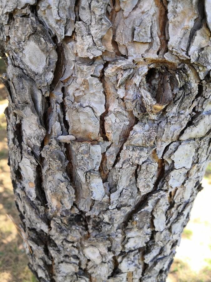 Pinus attenuata bark