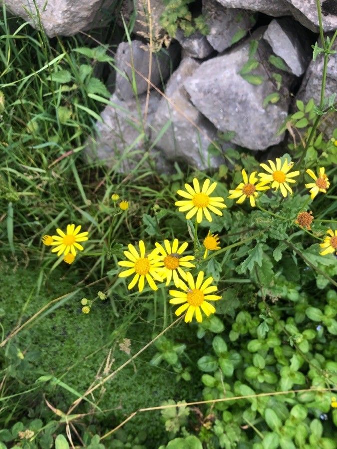 Jacobaea erratica flower