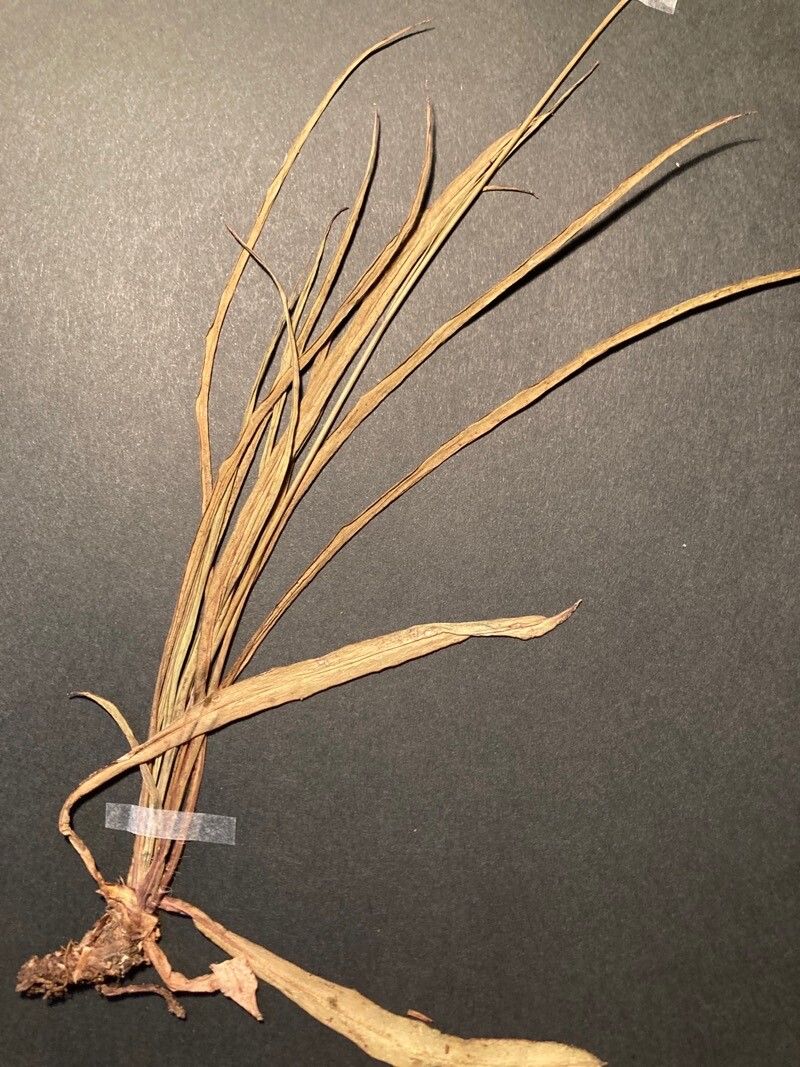 Hieracium porrifolium leaf