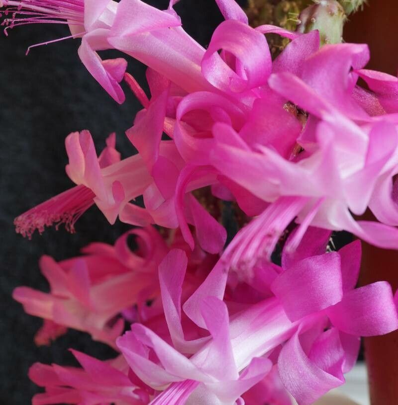 Schlumbergera opuntioides flower