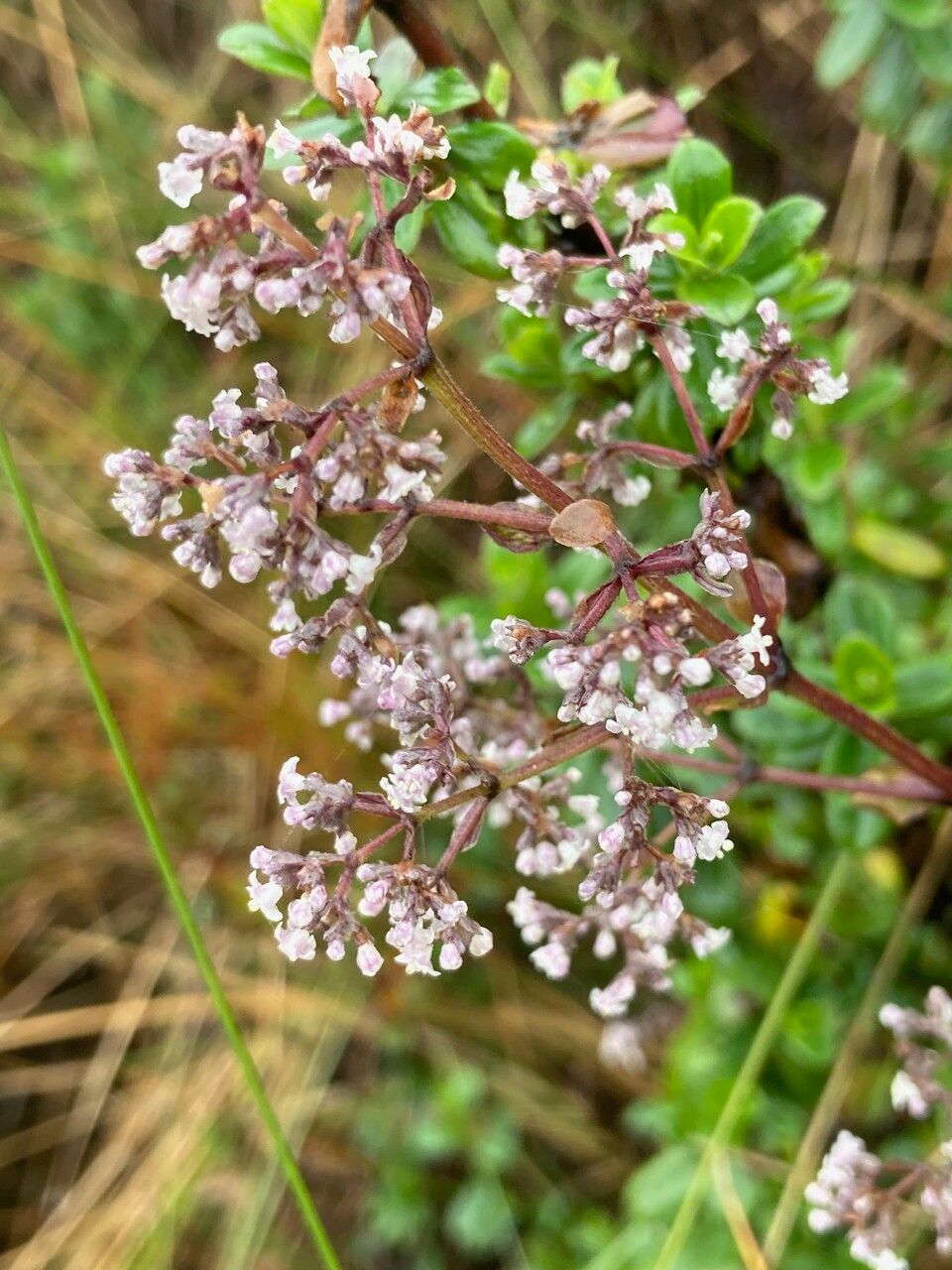 Valeriana microphylla flower