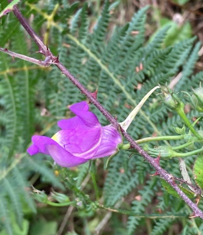 Linaria triornithophora flower