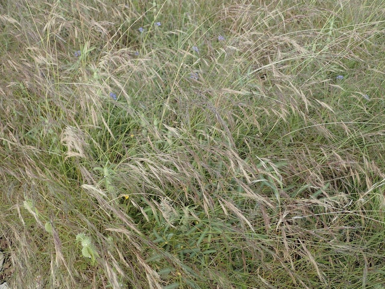 Aristida kenyensis habit