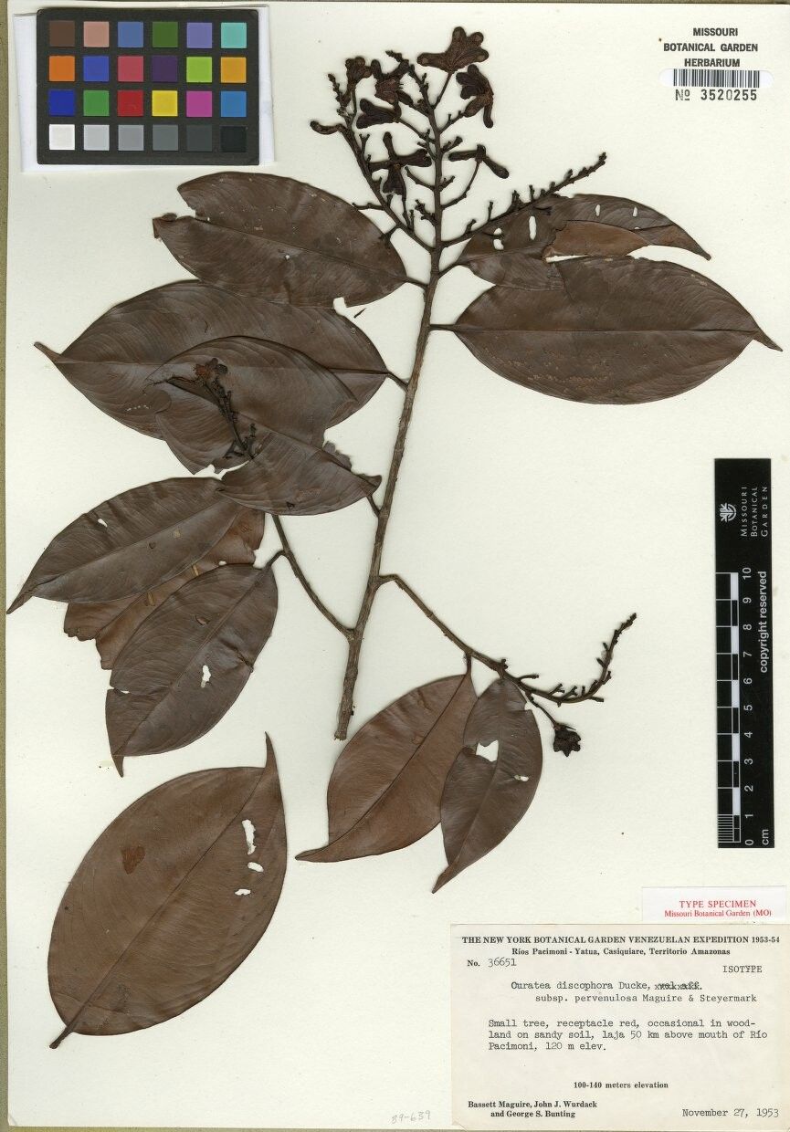 Ouratea discophora other