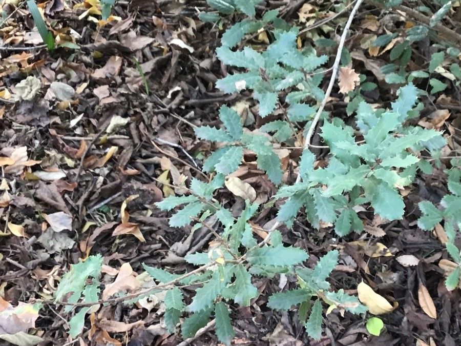 Quercus × coutinhoi — houseplant care guide