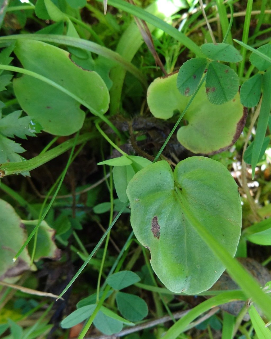 Parnassia palustris — search result for 'Alaska'