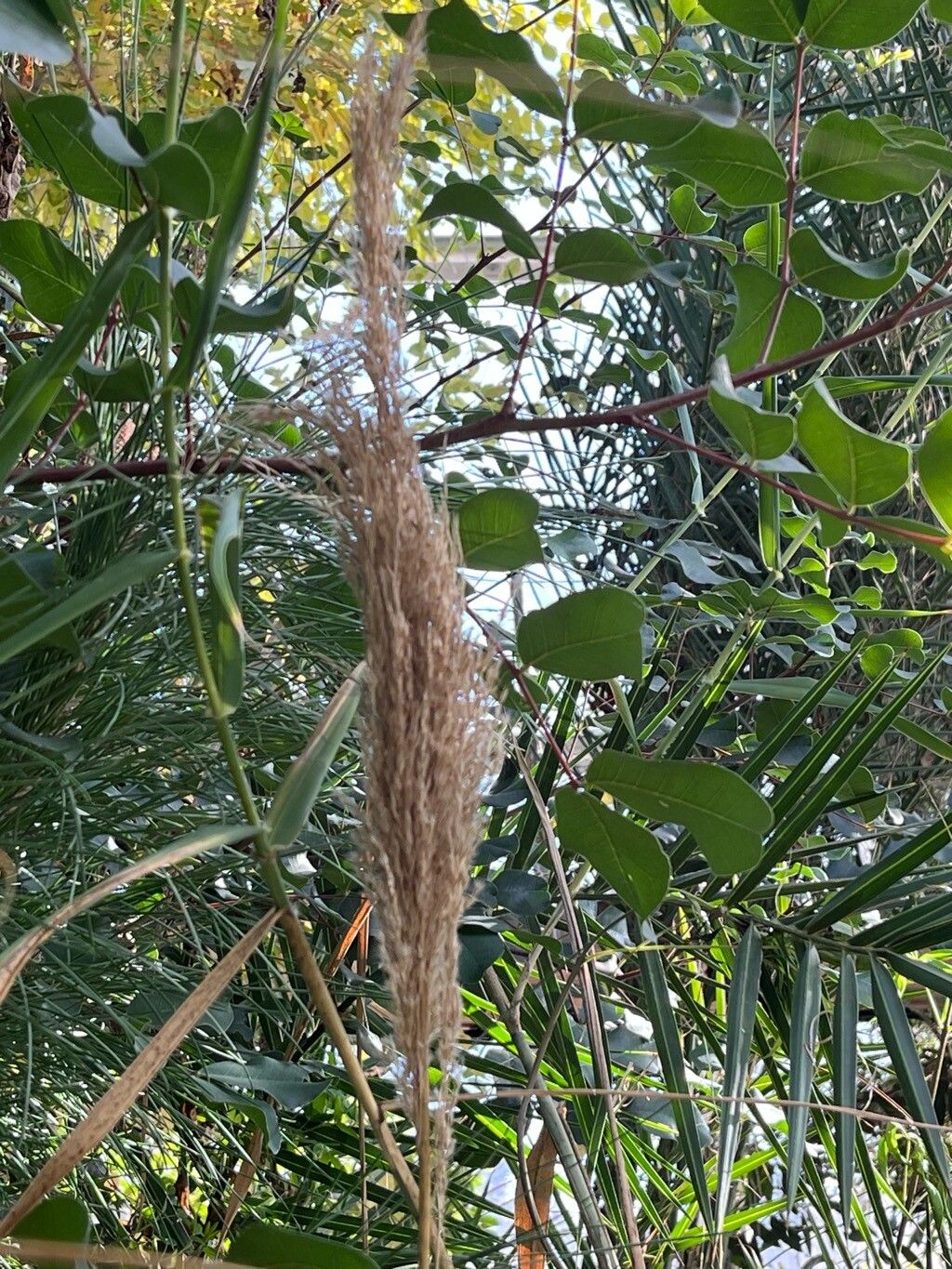 Arundo plinii fruit