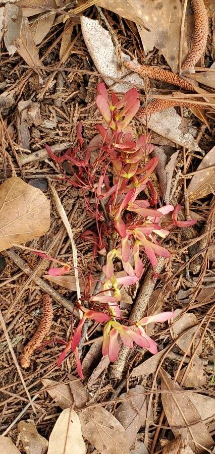 Fraxinus caroliniana fruit