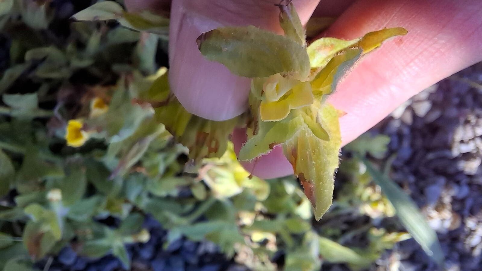 Erythranthe moschata — houseplant care guide