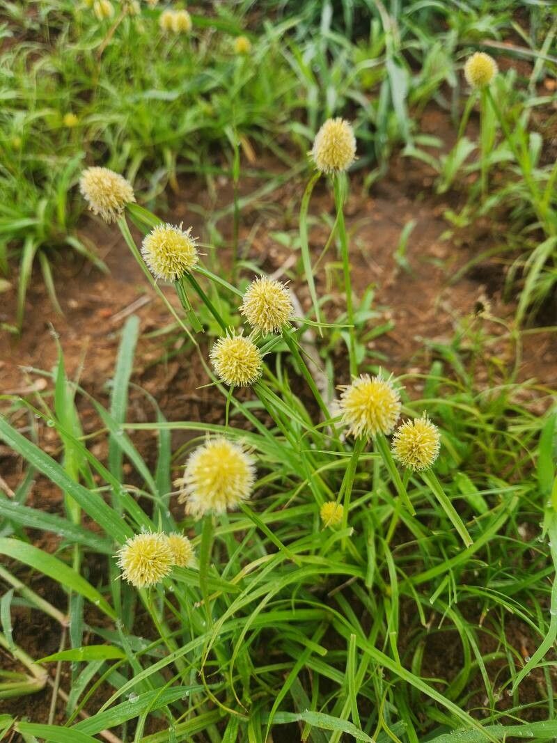 Cyperus costatus — houseplant care guide