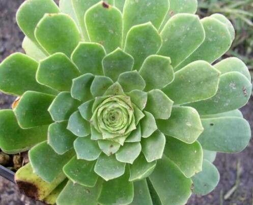 Aeonium × banaresii — search result for 'Aeonium'