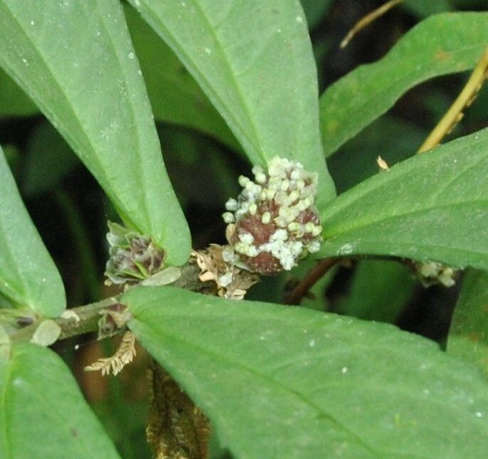 Elatostema platyphyllum flower