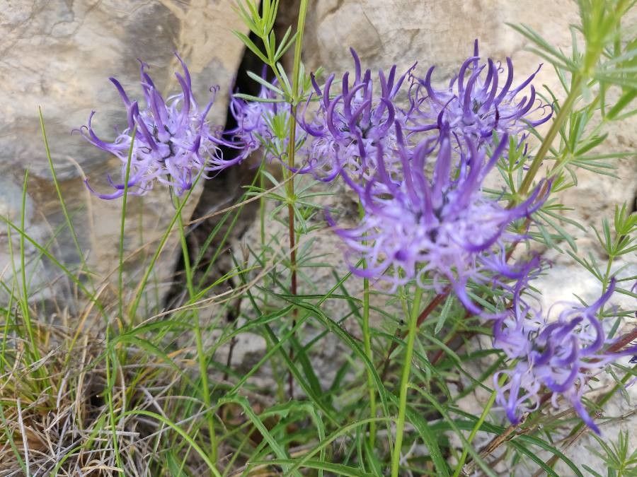 Phyteuma charmelii flower