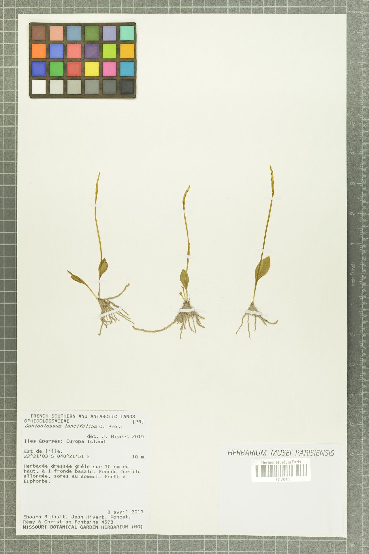 Ophioglossum lancifolium — houseplant care guide