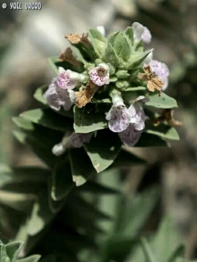 Stachys palaestina — search result for 'Stachys'