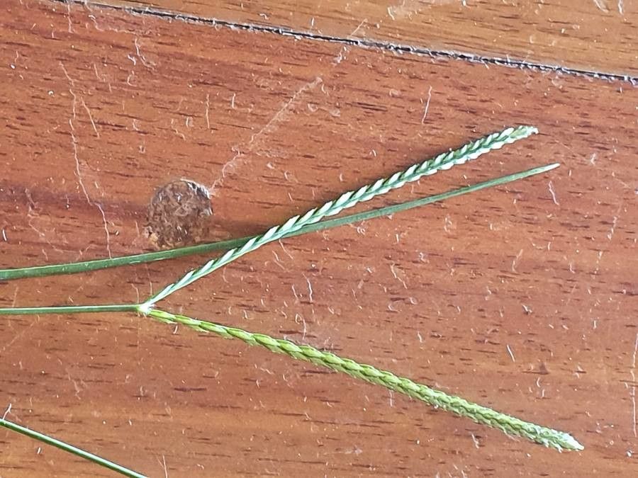 Eleusine coracana flower