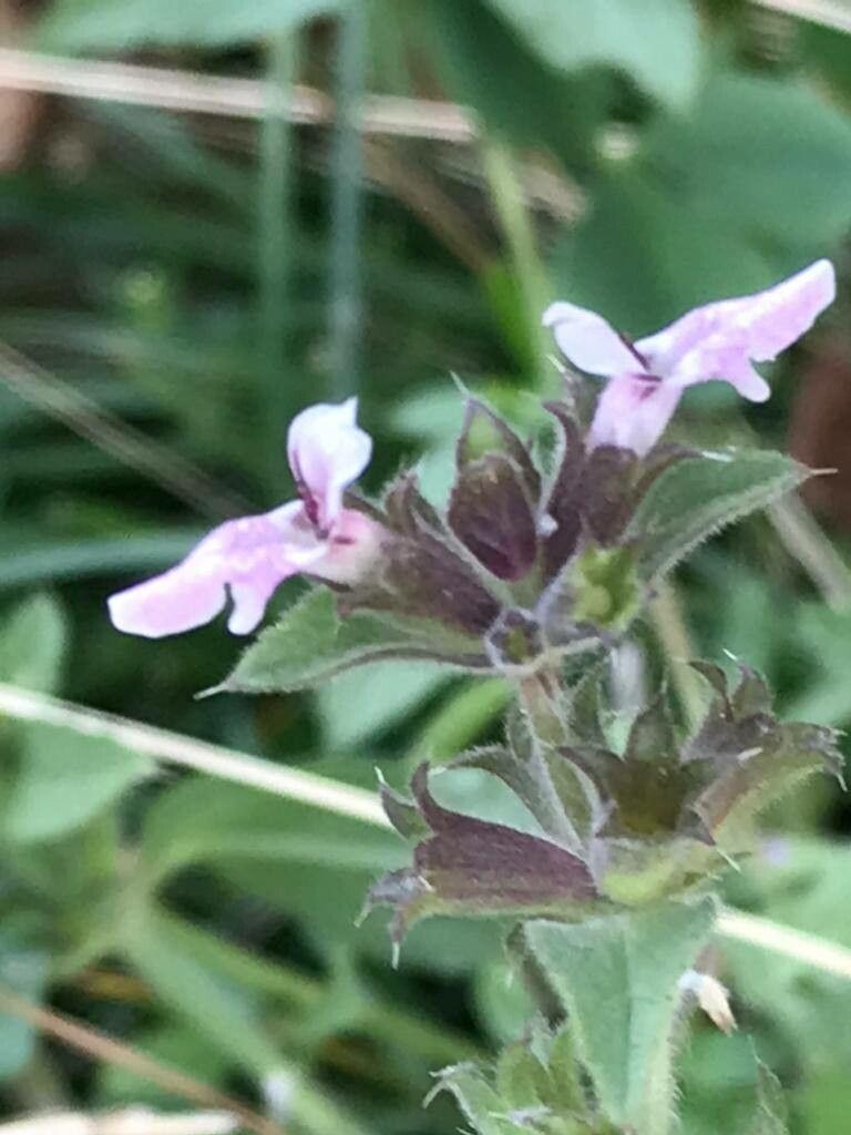 Stachys setifera flower