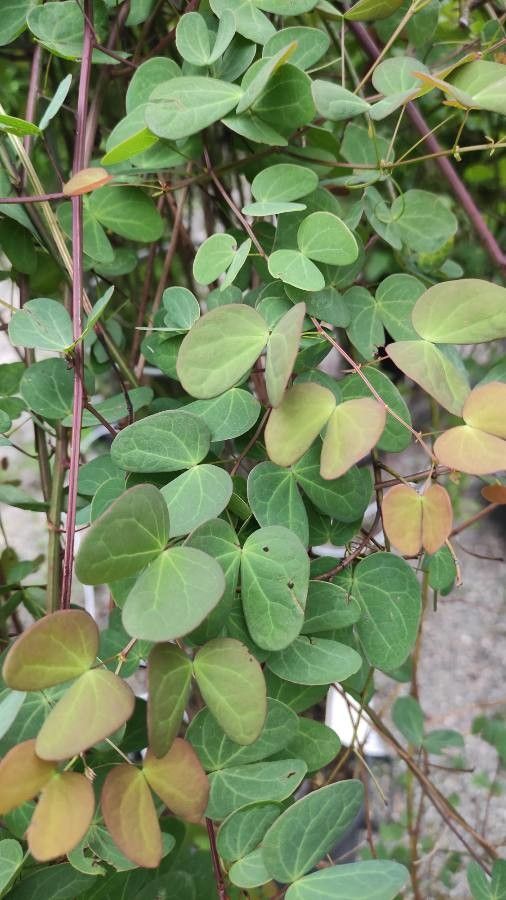 Bauhinia yunnanensis — search result for 'Bauhinia'