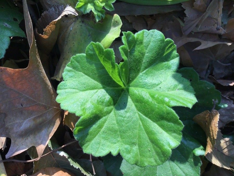 Pelargonium pulchellum — search result for 'Geraniaceae'