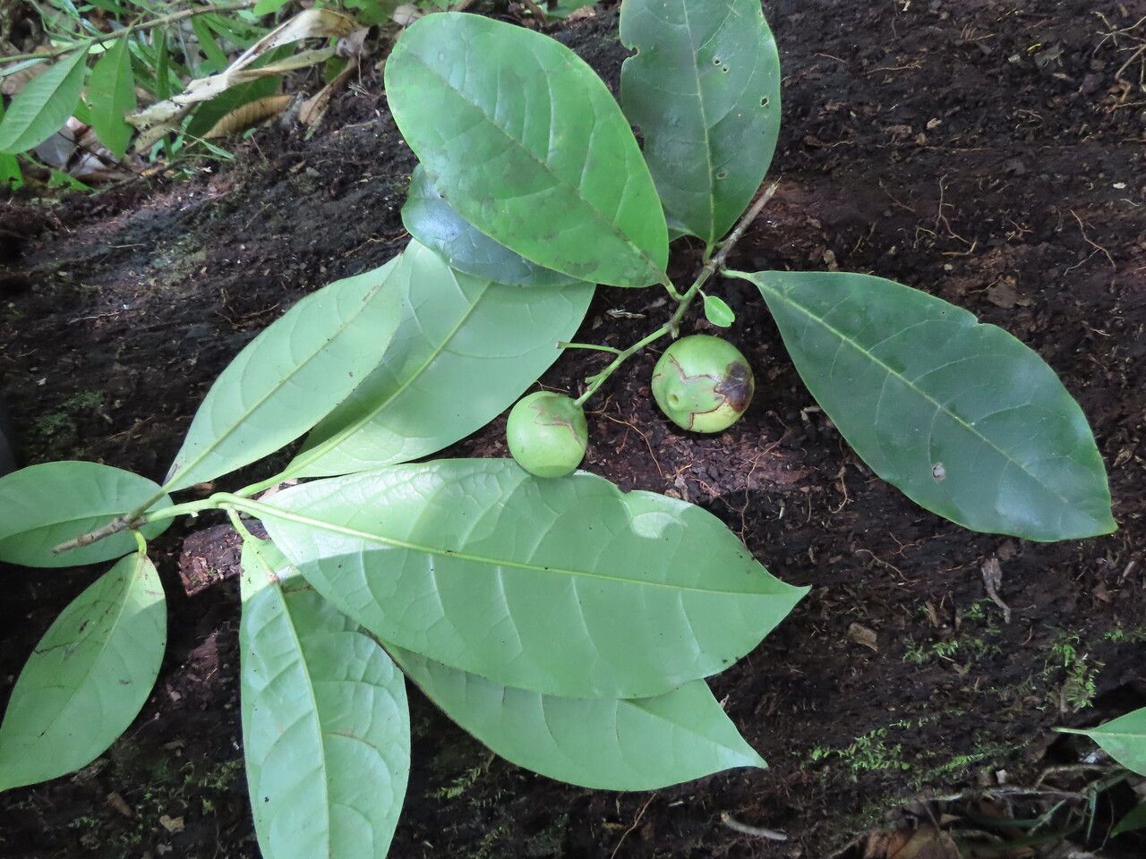 Bourreria costaricensis — houseplant care guide