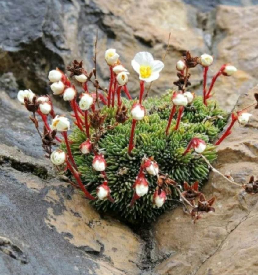 Saxifraga burseriana flower