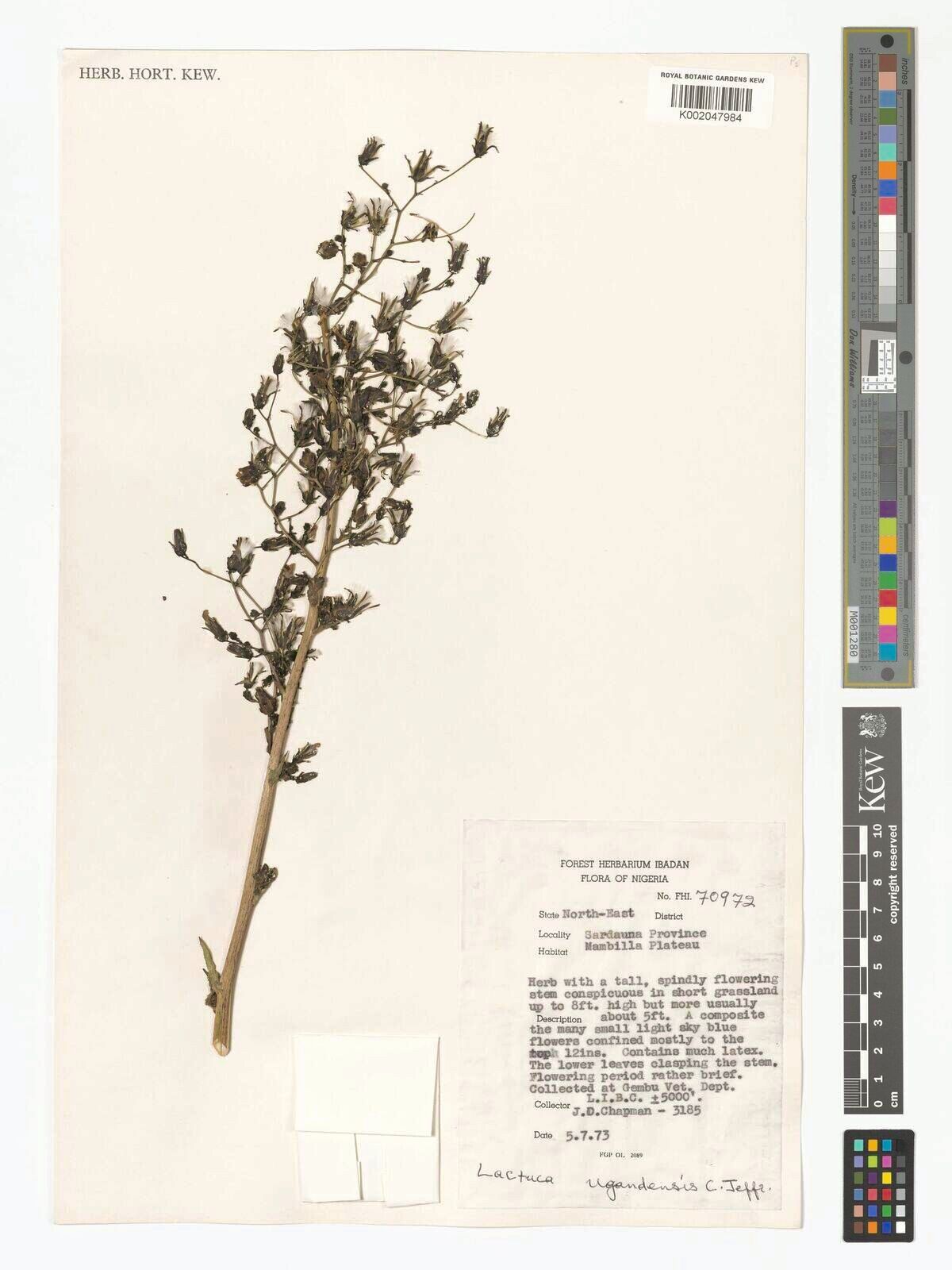 Lactuca ugandensis — houseplant care guide