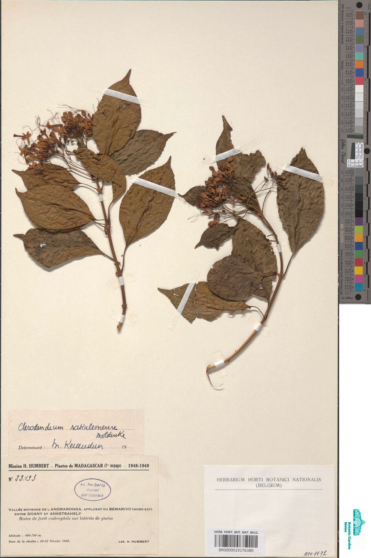 Clerodendrum sakaleonense — houseplant care guide