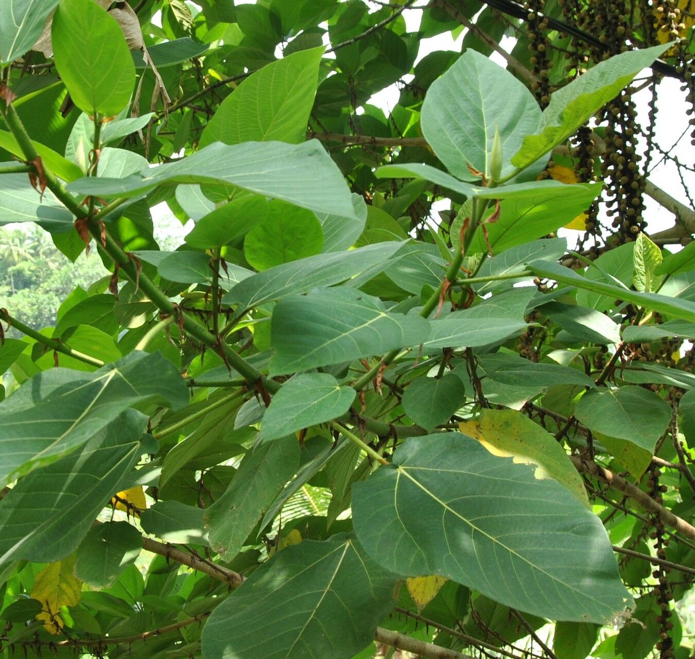 Ficus minahassae leaf