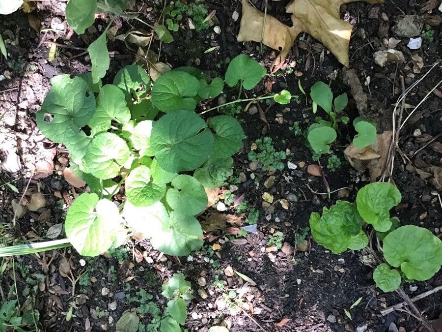 Thlaspi macrophyllum