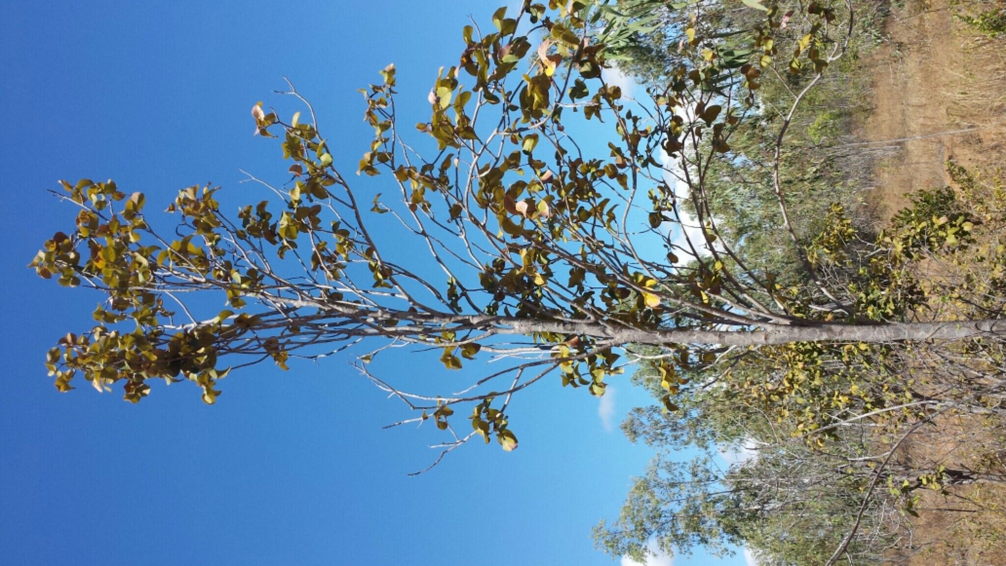 Stereospermum randrianaivoi habit