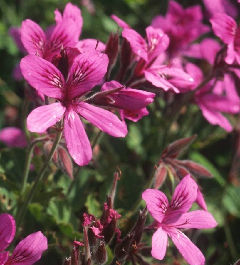 Pelargonium betulinum flower